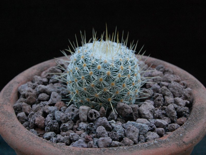 Mammillaria reyensis n.n. TL 206