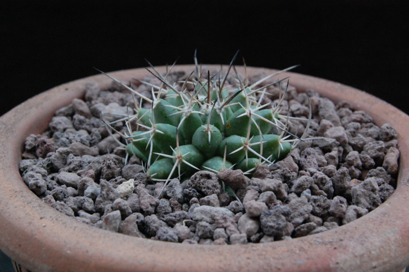 Mammillaria compressa ssp. centralifera WTH 258