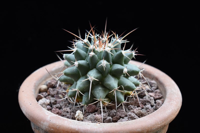 Mammillaria compressa ssp. centralifera WTH 258