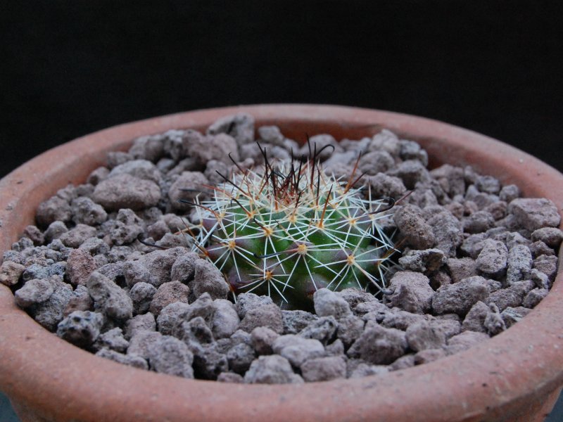 Mammillaria beneckei WTH 1023