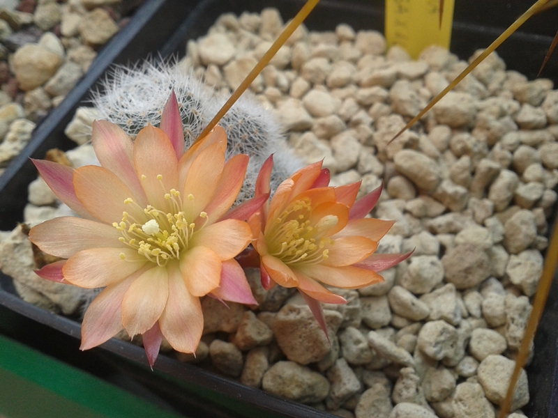 Rebutia cv. sunrise 