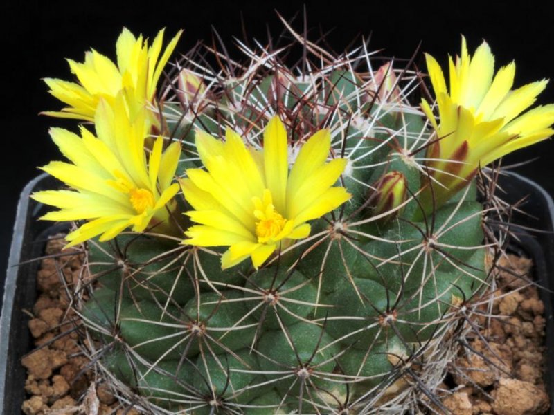 Mammillaria melaleuca 