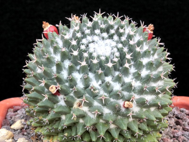 Mammillaria pseudocrucigera P 491