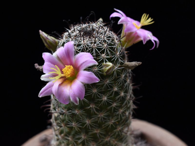 Mammillaria sheldonii DC 752