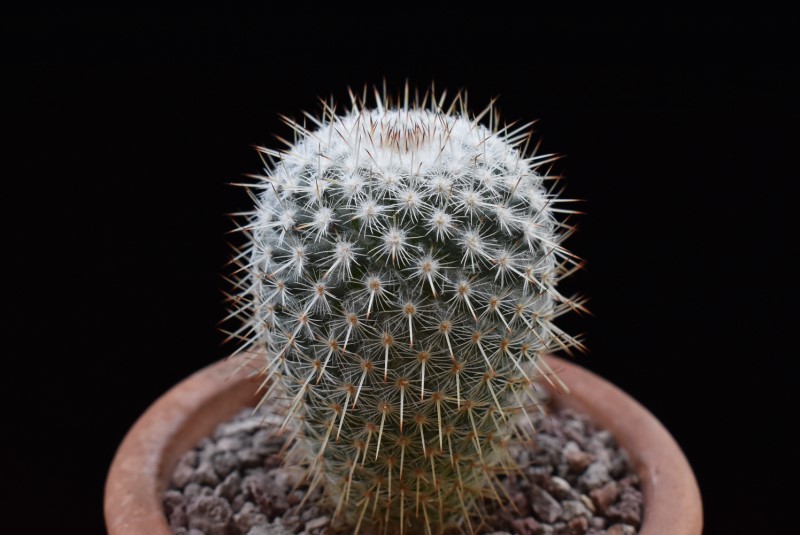 Mammillaria albilanata 