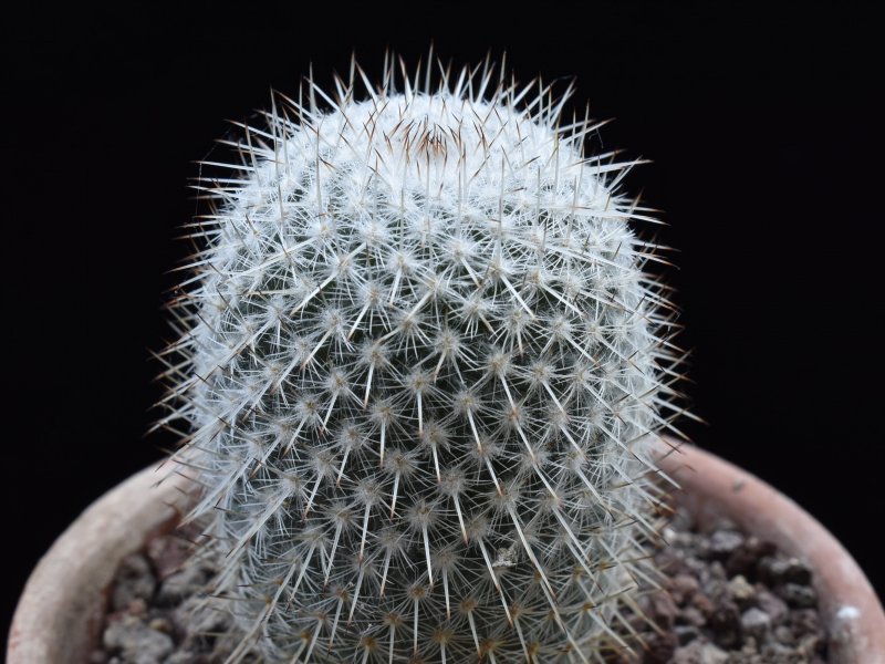 Mammillaria albilanata 