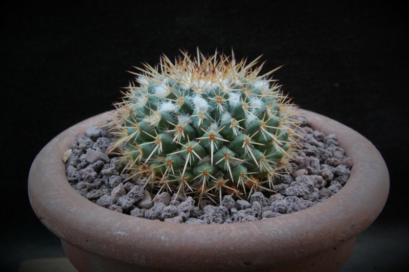 mammillaria esseriana