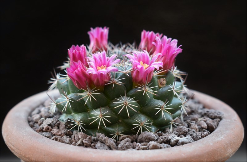 Mammillaria chaletii PN 637