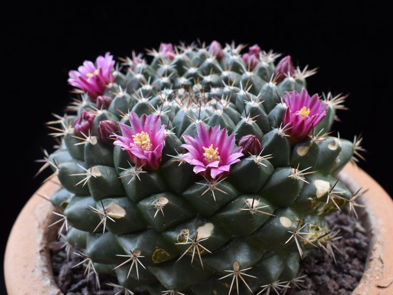 mammillaria chaletii