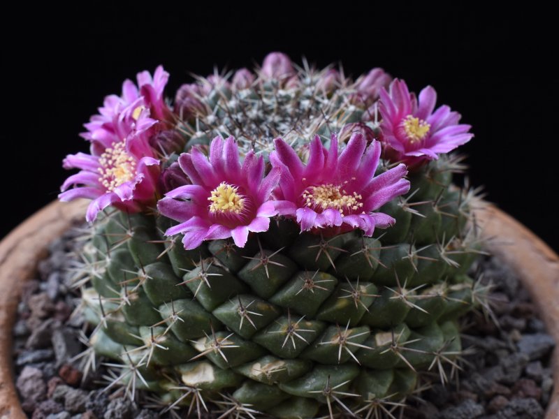 Mammillaria chaletii PN 637
