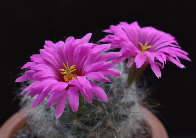 Mammillaria guelzowiana SB 465