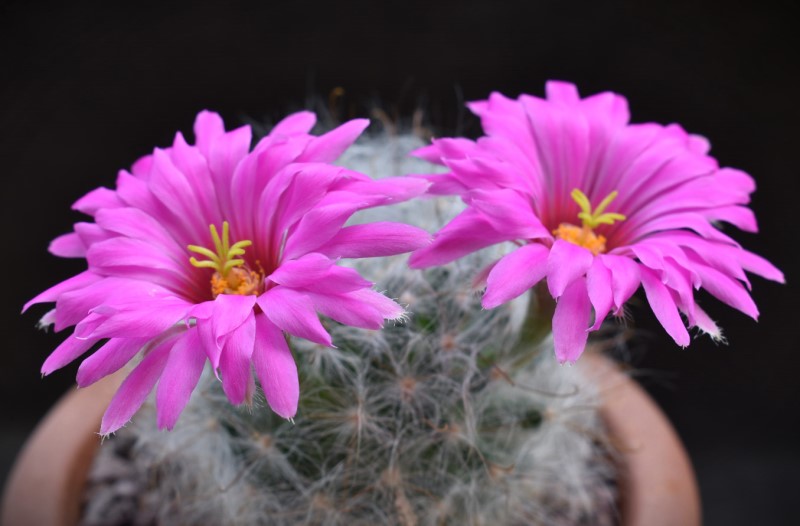 Mammillaria guelzowiana SB 465