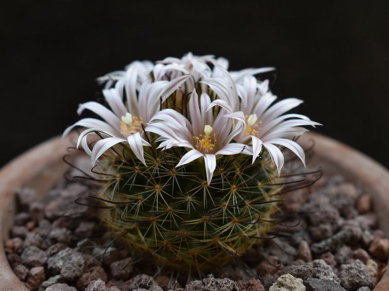 Mammillaria weingartiana SB 831