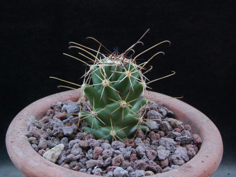 Mammillaria poselgeri 