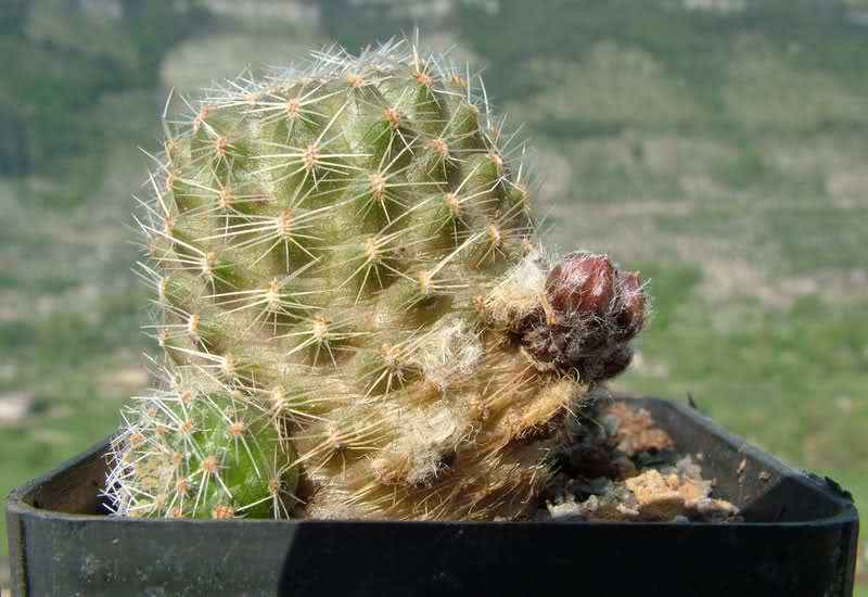 Rebutia pygmaea MN156