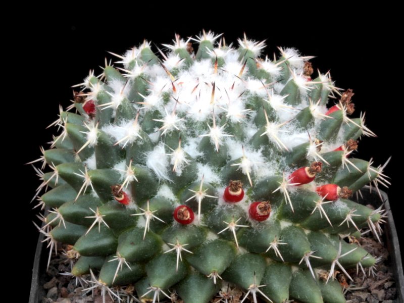 Mammillaria priessnitzii Repp 1145