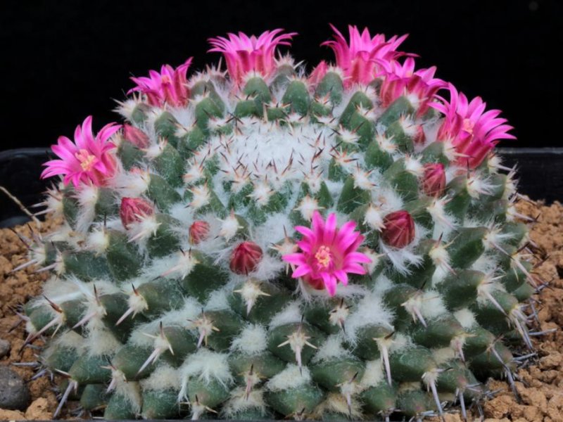 Mammillaria priessnitzii REPP 1145