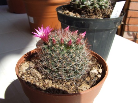 Mammillaria rekoi 