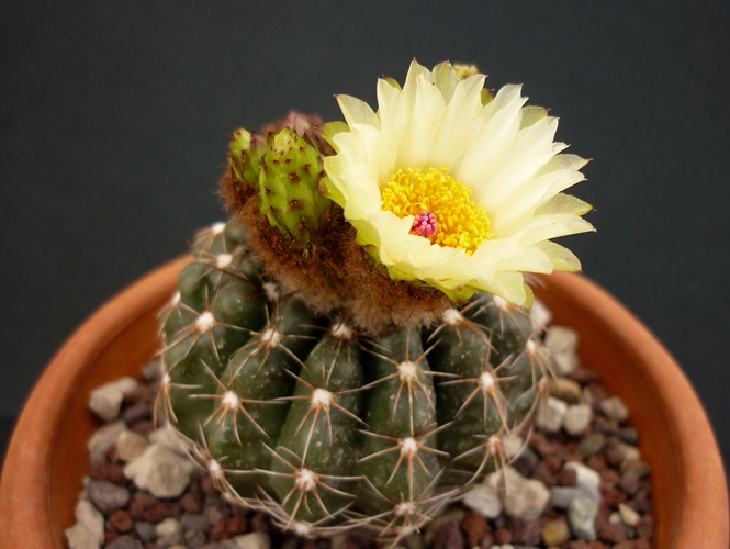 Parodia werneri v. flaviflora 