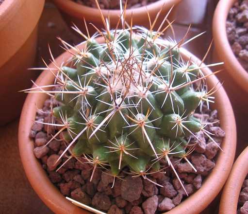 Thelocactus conothelos v. aurantiacus 