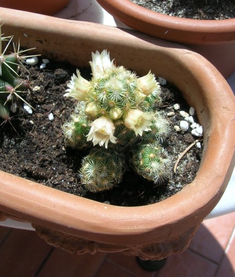 Mammillaria elongata 