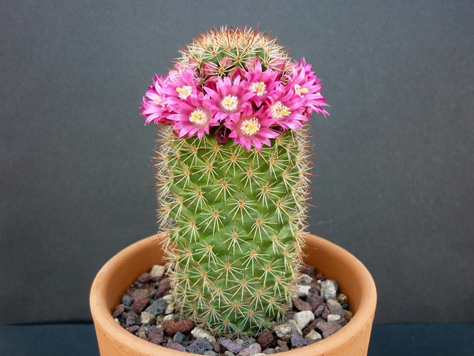 Mammillaria backebergiana 