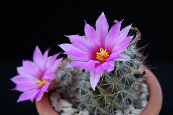 Mammillaria schumannii 