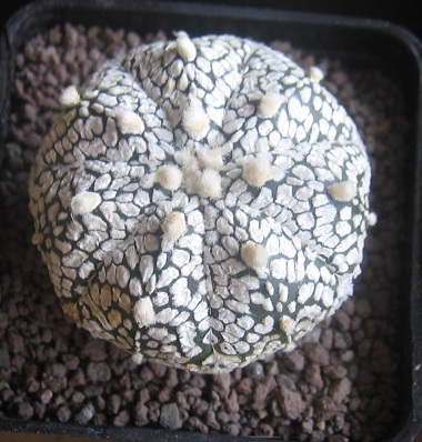 Astrophytum asterias cv. super kabuto 