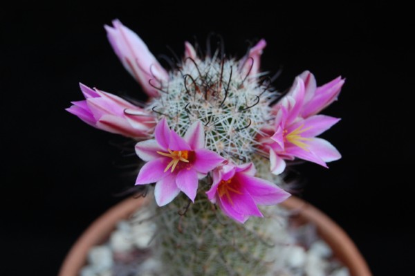 Mammillaria occidentalis 