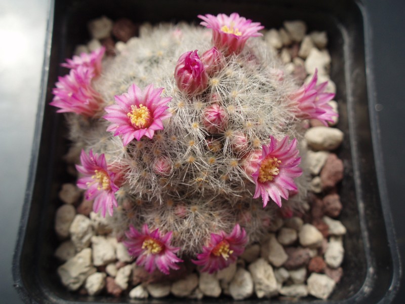 Mammillaria laui 