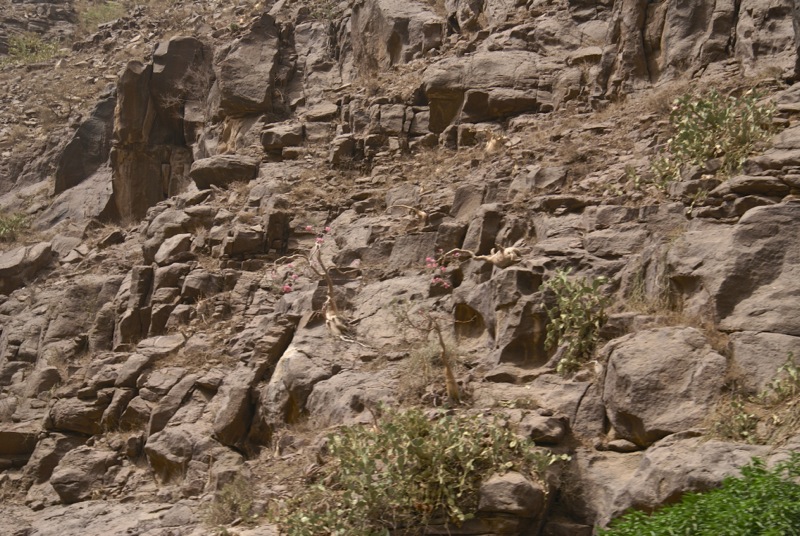 adenium arabicum