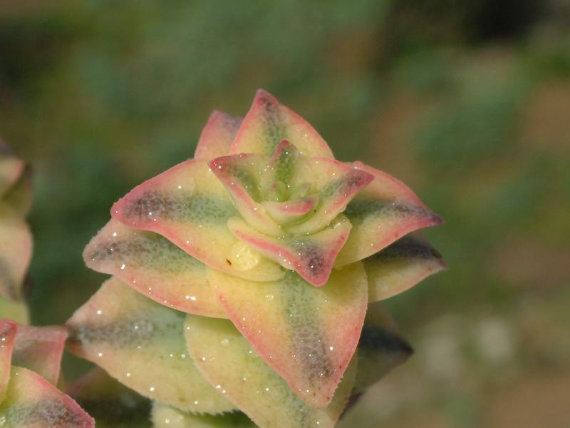 Crassula perforata 