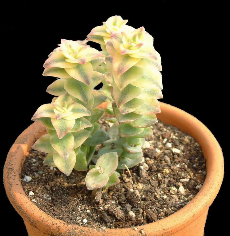 Crassula perforata 