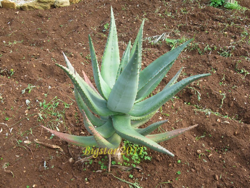 Aloe ferox 