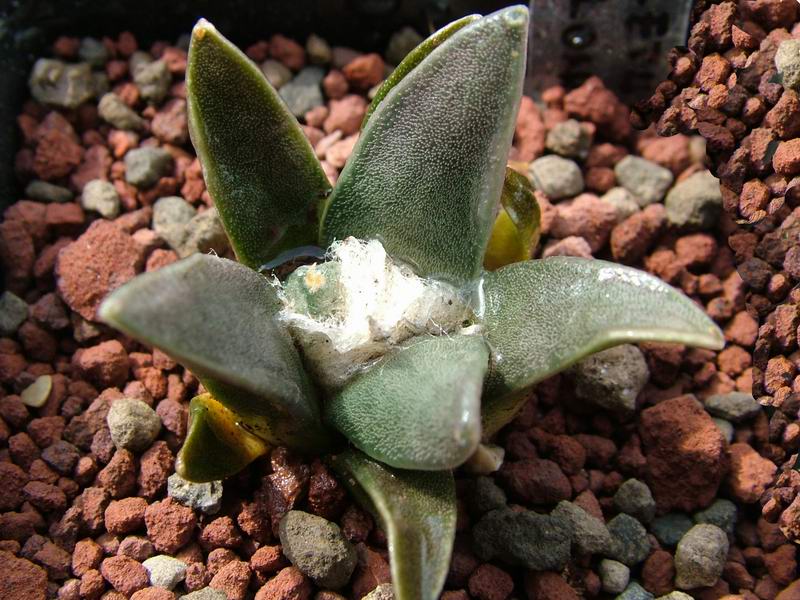 Ariocarpus retusus v. elongatus 