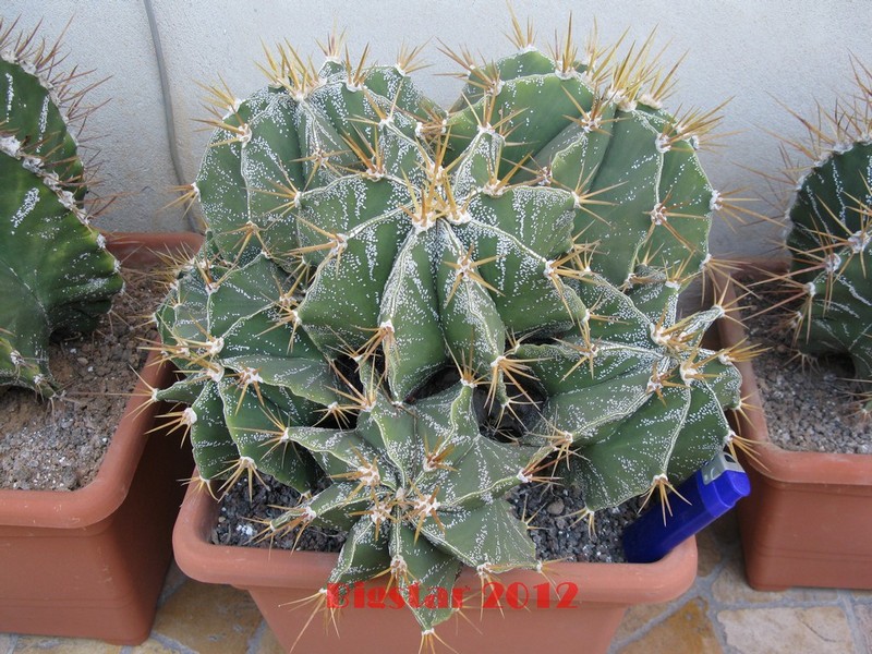 Astrophytum ornatum 