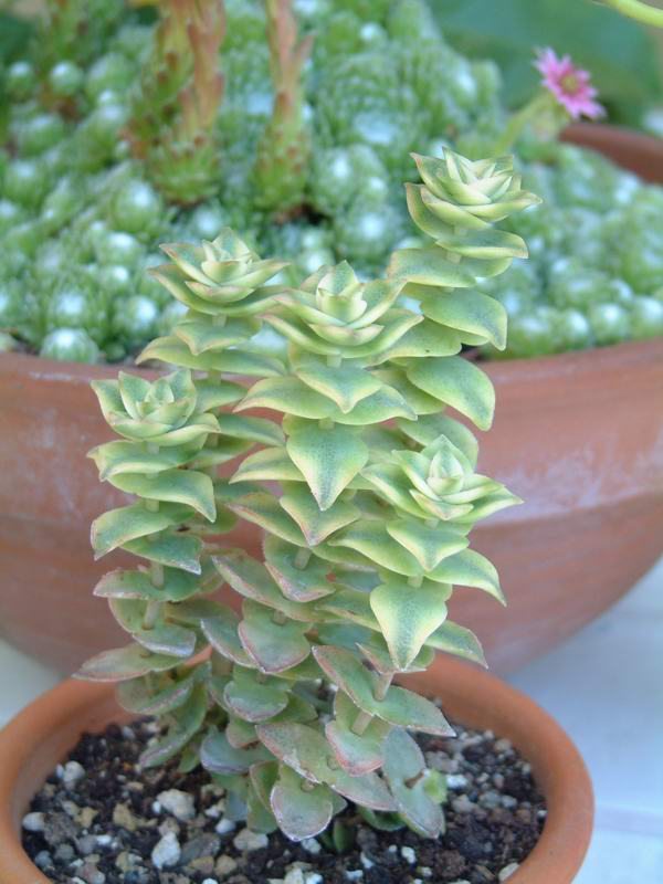 Crassula perforata 