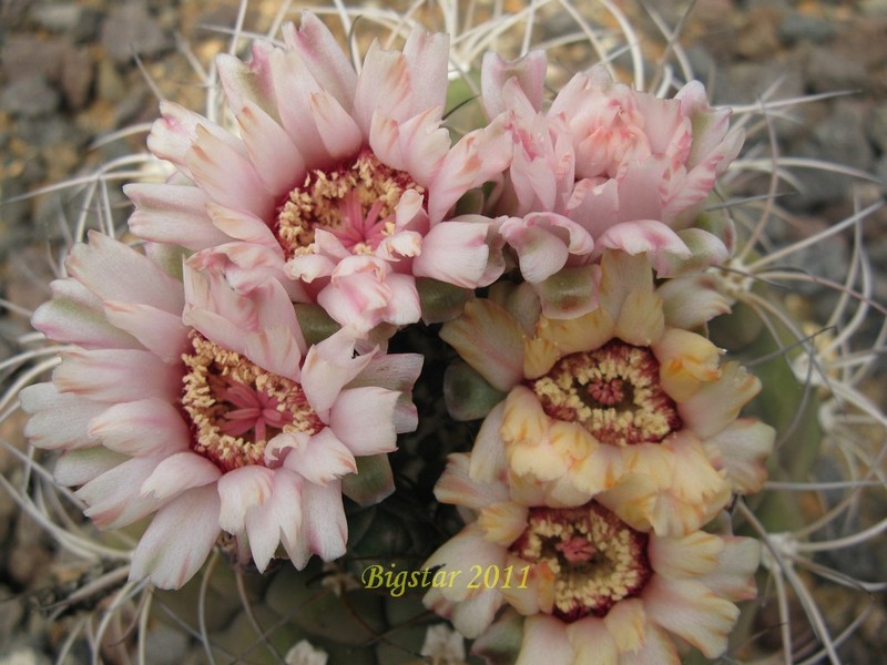 Gymnocalycium pflanzii v. albipulpa 