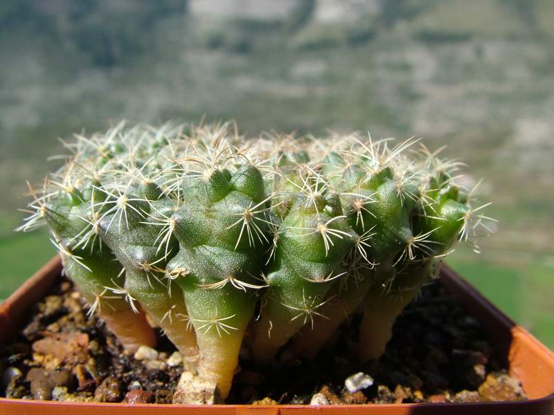 Coryphantha radians 