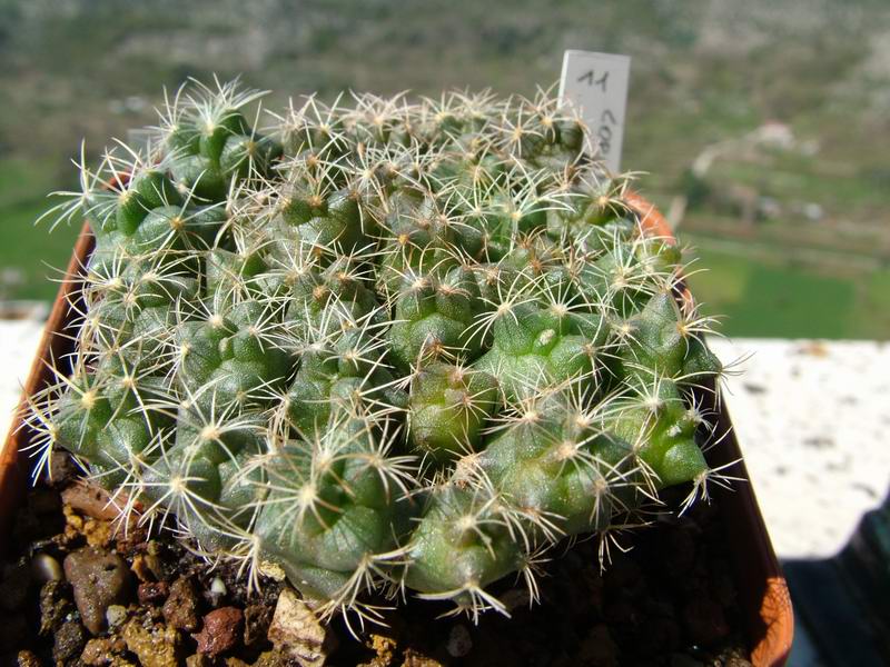 Coryphantha radians 