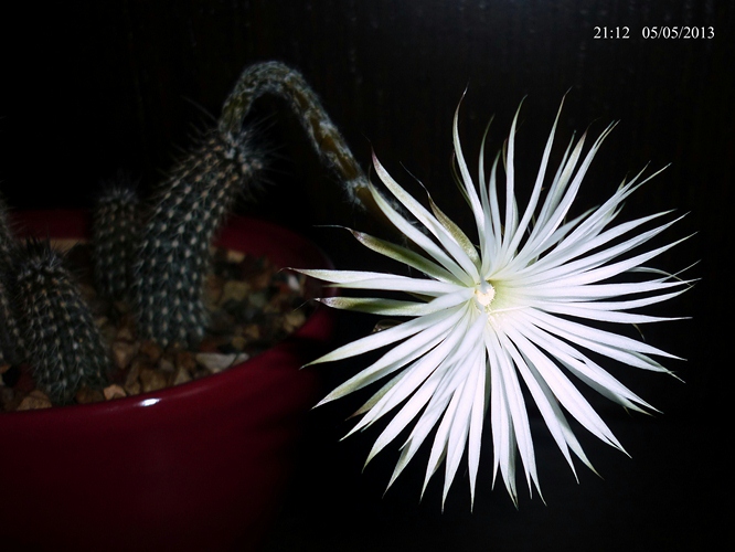 Setiechinopsis mirabilis 