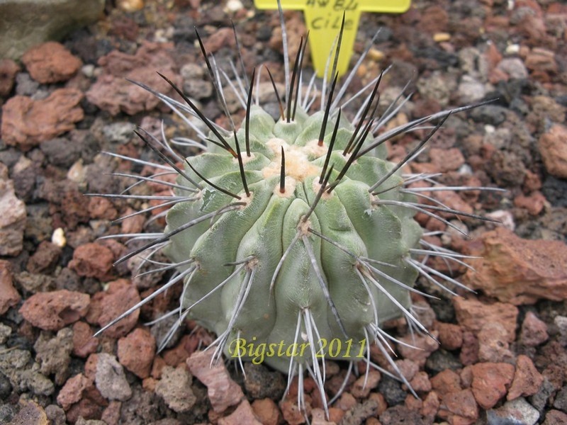 Copiapoa cinerea v. carrizalensis AW 84