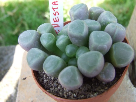 Frithia pulcra 
