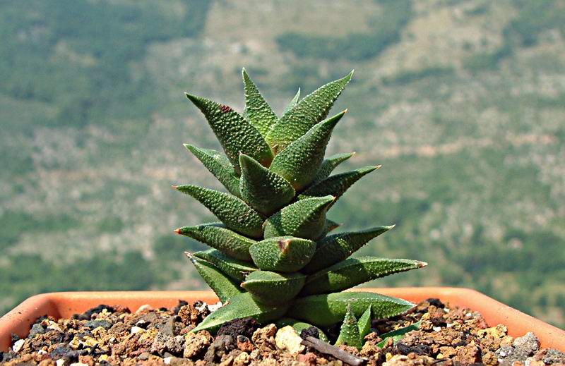 haworthia viscosa v. tortuosa