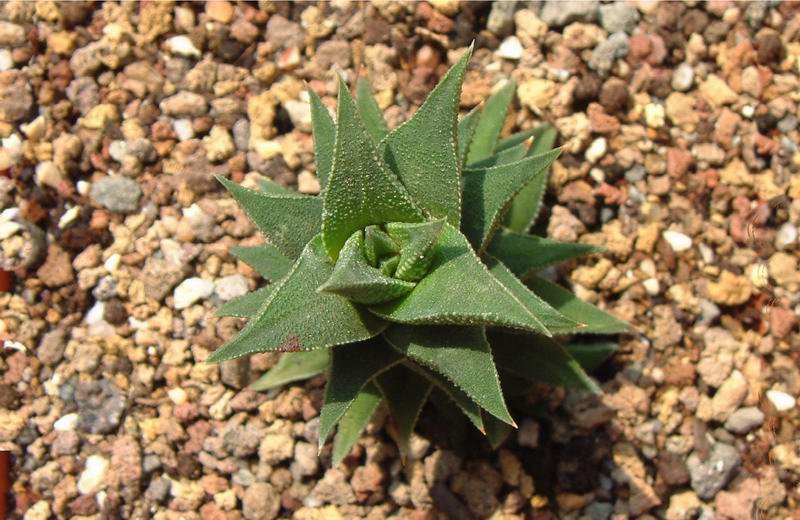 Haworthia viscosa v. tortuosa 
