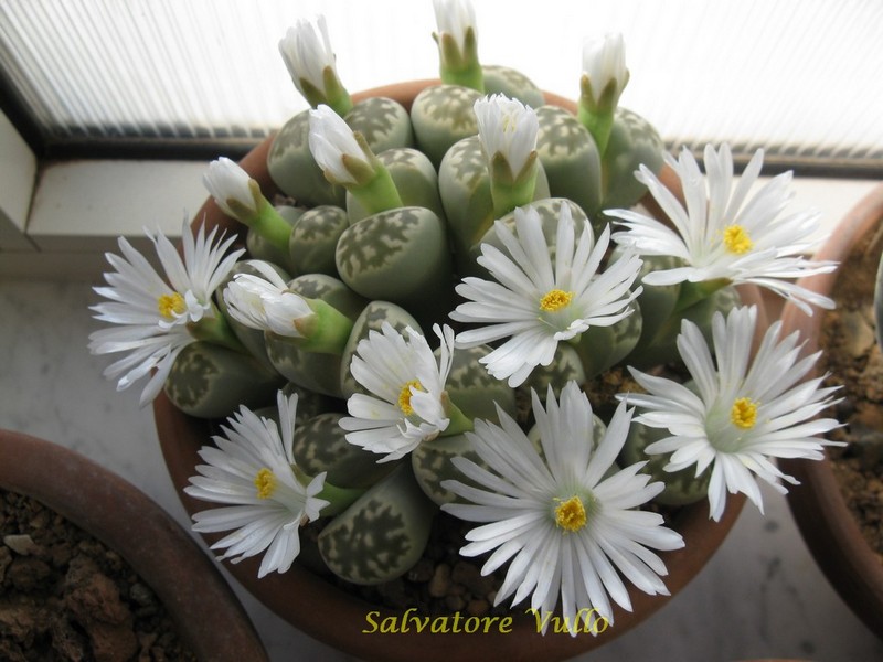 Lithops salicola 