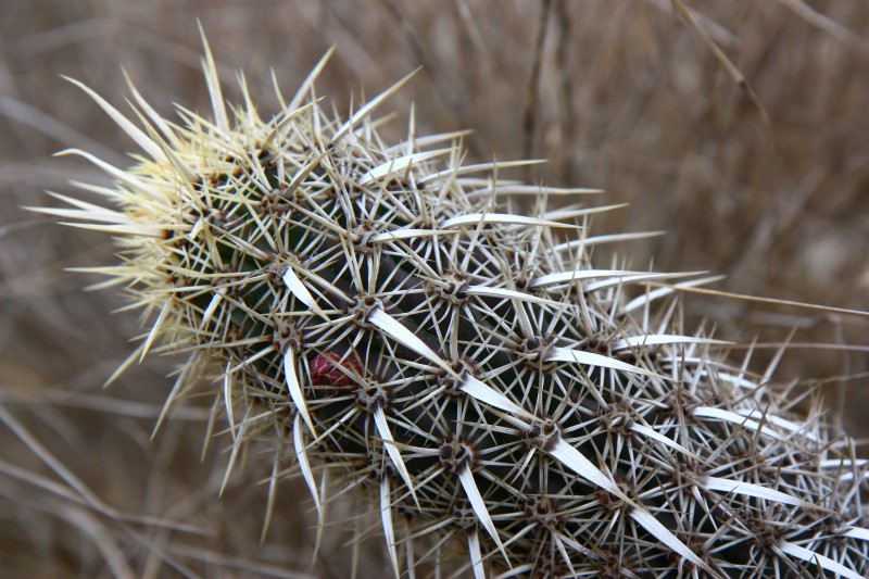 Machaerocereus eruca 