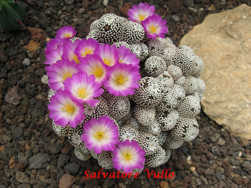 Mammillaria luethyi 