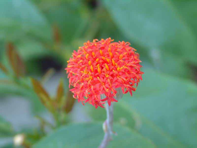 Senecio sempervivus ssp. grantii 