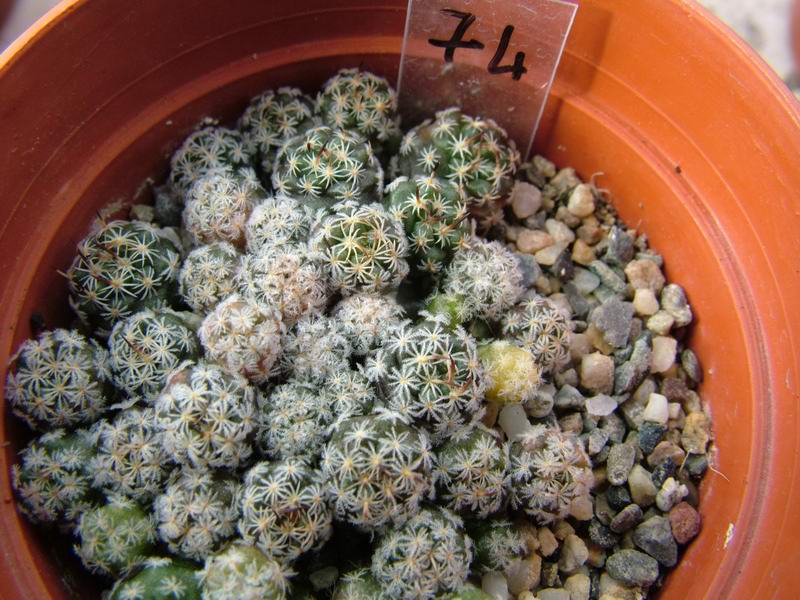 Turbinicarpus alonsoi 